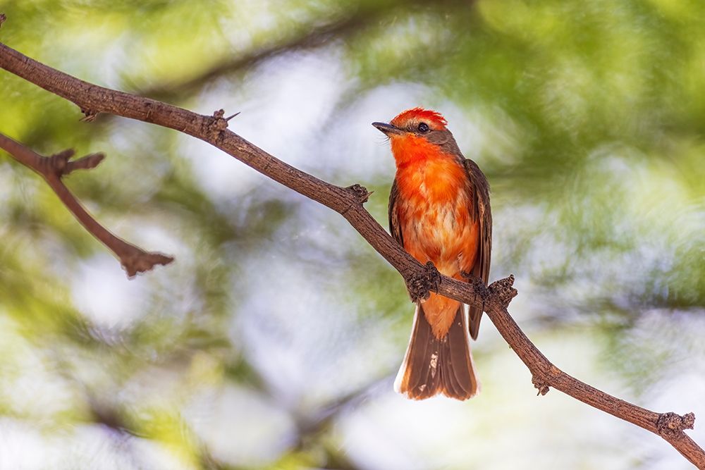 Vermillion flycatcher male, Pima County, Arizona. art print by Richard and Susan Day for $57.95 CAD