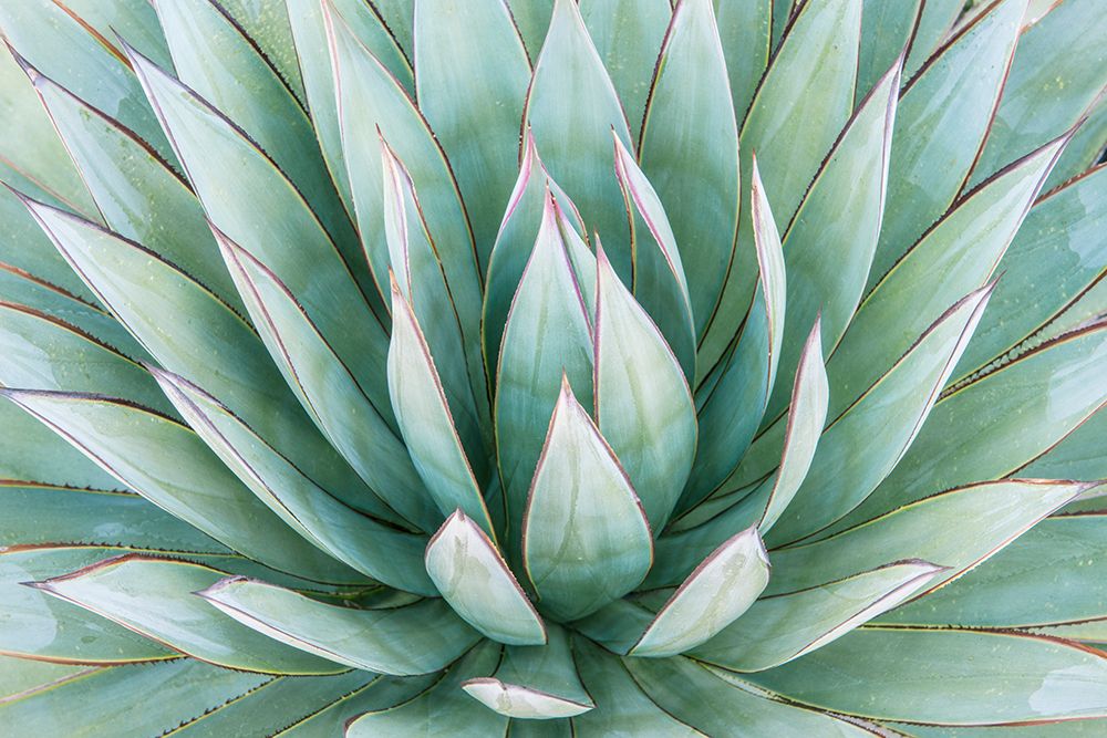 Arizona, Tucson. Tucson Botanical Garden, agave art print by Rob Tilley for $57.95 CAD