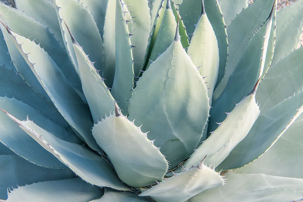 Arizona, Tucson. Tucson Botanical Garden, agave art print by Rob Tilley for $57.95 CAD