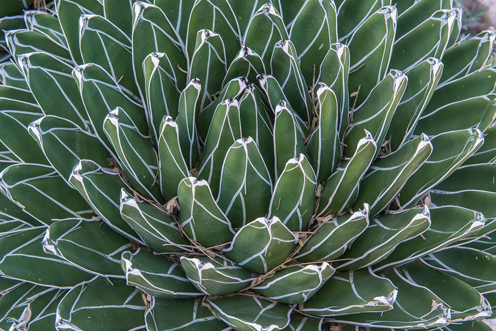 Arizona, Tucson. Tucson Botanical Garden, Queen Victoria Agave art print by Rob Tilley for $57.95 CAD