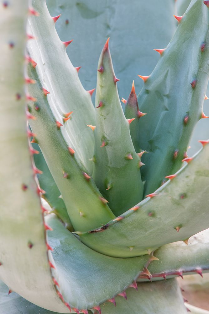 Arizona, Tucson. Tucson Botanical Garden, aloe art print by Rob Tilley for $57.95 CAD