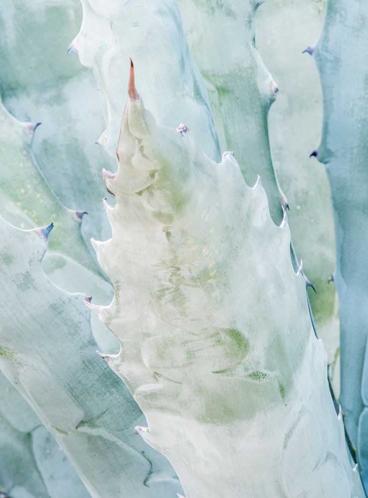 Arizona, Tucson. Tucson Botanical Garden, agave art print by Rob Tilley for $57.95 CAD