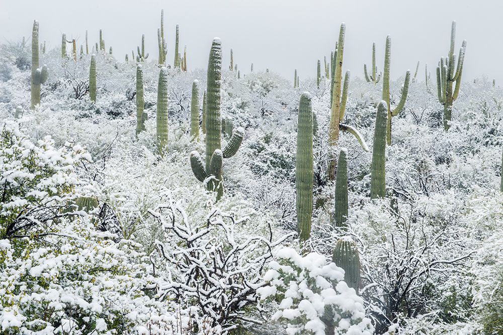 Arizona, Pima County. Sonoran Desert with snow art print by Rob Tilley for $57.95 CAD