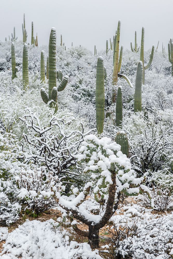 Arizona, Pima County. Sonoran Desert with snow art print by Rob Tilley for $57.95 CAD