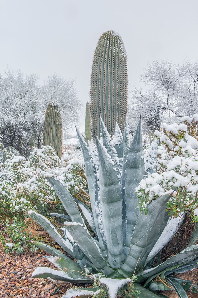 Arizona, Tucson. Snowy cactus garden art print by Rob Tilley for $57.95 CAD