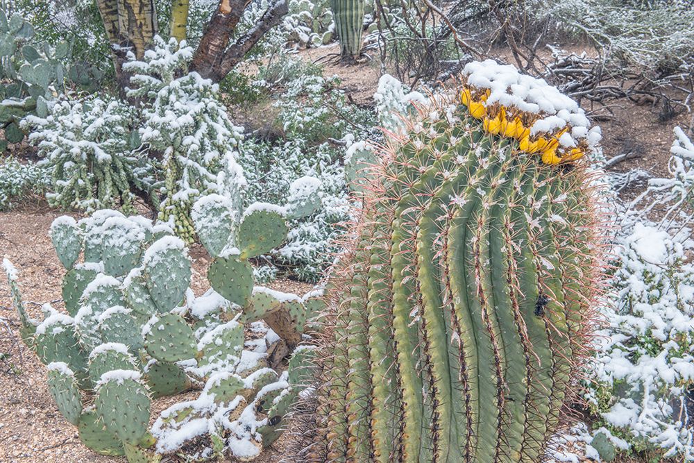 Arizona, Tucson. Snowy cactus garden art print by Rob Tilley for $57.95 CAD