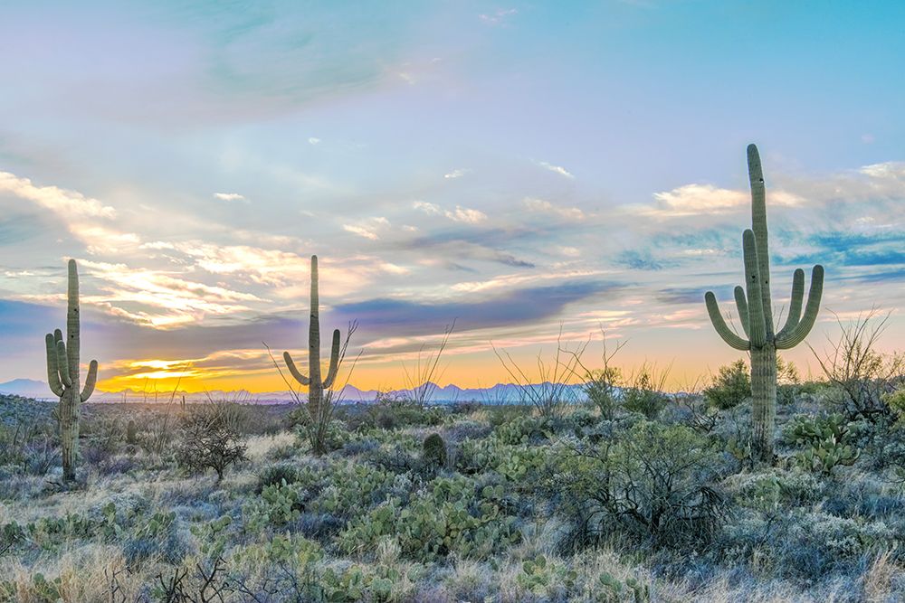 Arizona, Saguaro National Park. Saguaro sunset art print by Rob Tilley for $57.95 CAD