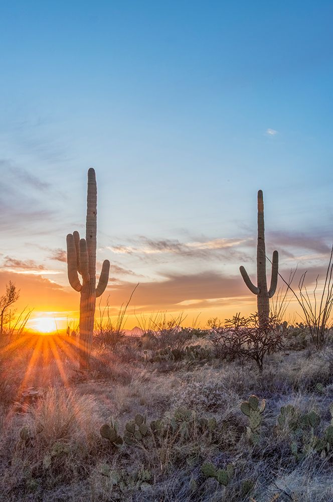 Arizona, Saguaro National Park. Saguaro sunset art print by Rob Tilley for $57.95 CAD