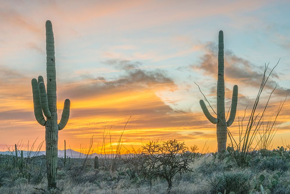 Arizona, Saguaro National Park. Saguaro sunset art print by Rob Tilley for $57.95 CAD