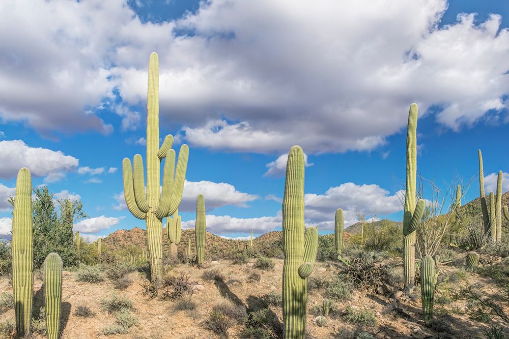 Arizona, Saguaro National Park. Sonoran Desert art print by Rob Tilley for $57.95 CAD