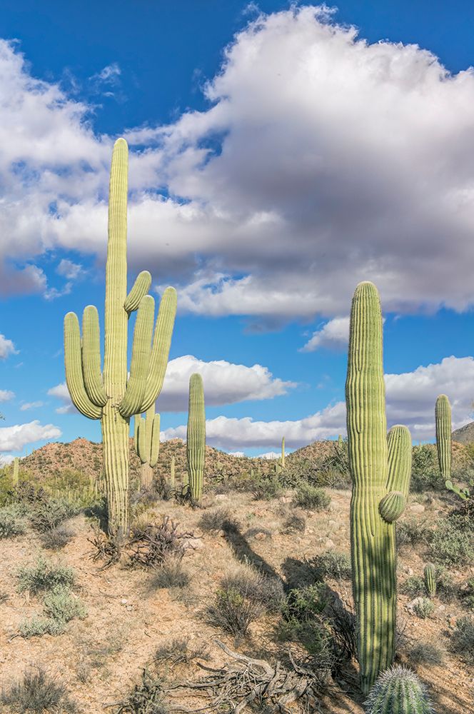 Arizona, Saguaro National Park. Sonoran Desert art print by Rob Tilley for $57.95 CAD