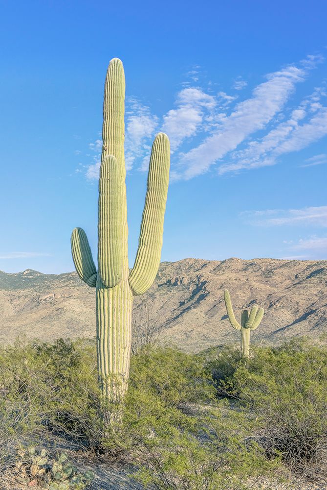 Arizona, Saguaro National Park. Sonoran Desert art print by Rob Tilley for $57.95 CAD