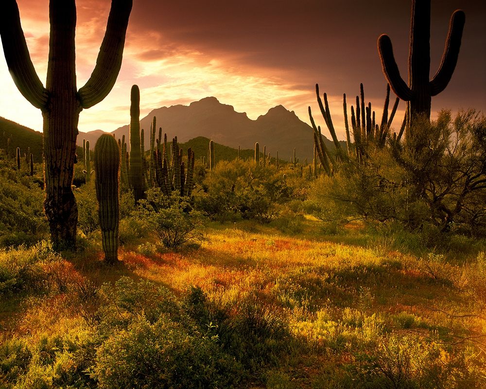 The desert glows with streaming light in Organ Pipe Cactus National Monument art print by Steve Mohlenkamp for $57.95 CAD