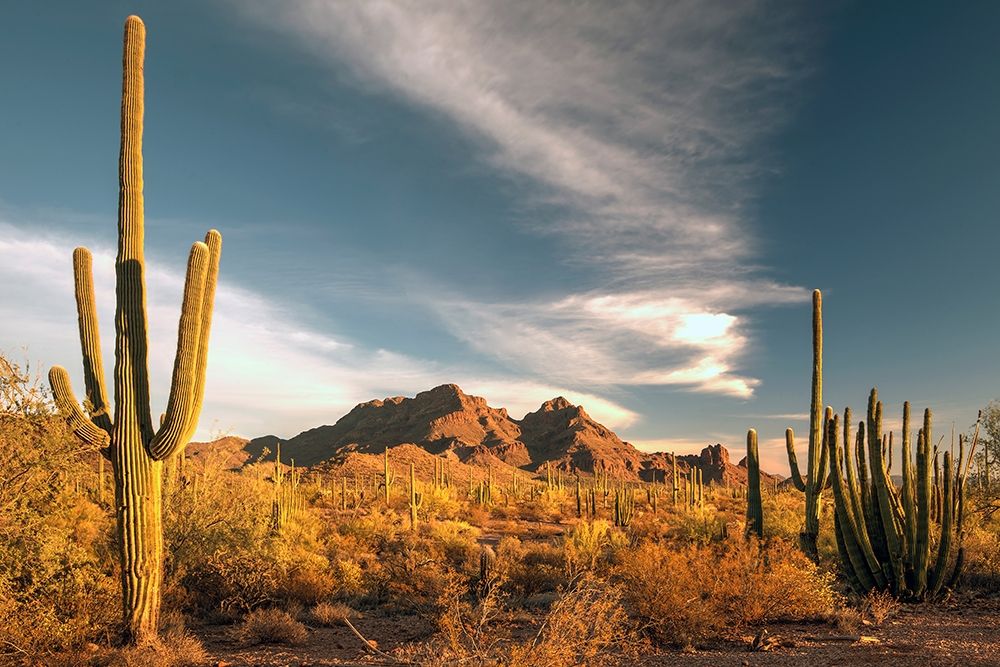 A valley of saguaro cactus in Organ Pipe Cactus National Monument-on the Arizona Mexico border art print by Steve Mohlenkamp for $57.95 CAD