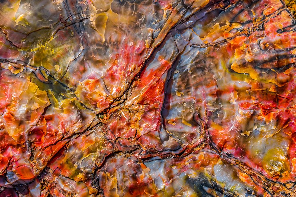 Red-blue-orange petrified wood-Visitor Center-Petrified Forest National Park-Arizona art print by William Perry for $57.95 CAD