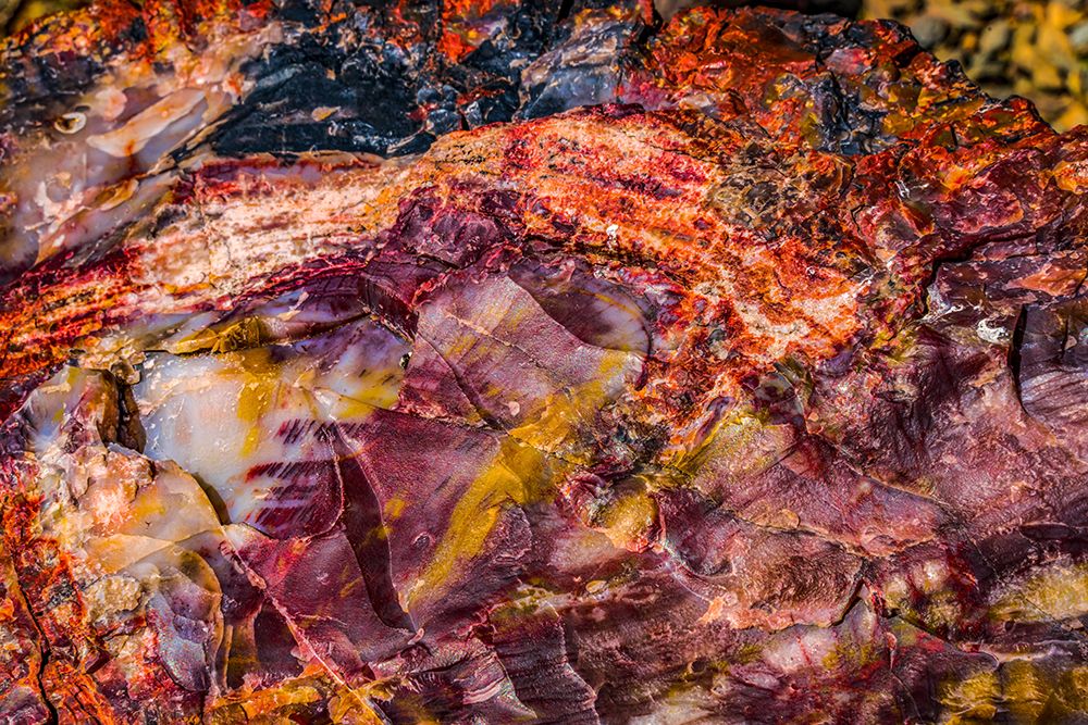 Red-blue-orange petrified wood-Visitor Center-Petrified Forest National Park-Arizona art print by William Perry for $57.95 CAD