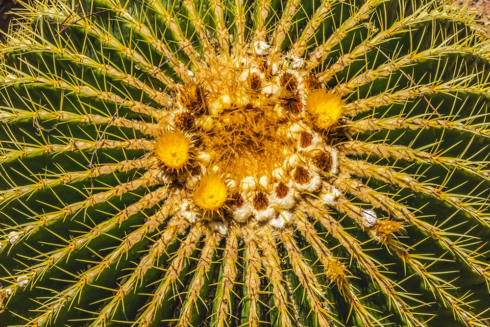 Yellow blossoms of golden barrel cactus blooming- Desert Botanical Garden- Phoenix- Arizona. art print by William Perry for $57.95 CAD
