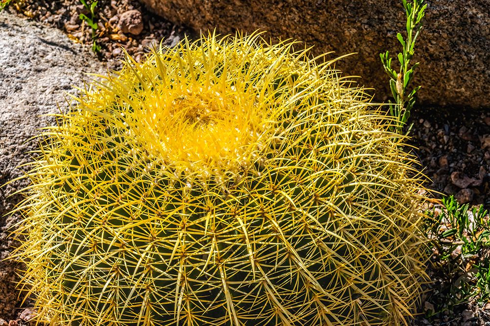 Yellow blossoms of golden barrel cactus blooming- Desert Botanical Garden- Phoenix- Arizona. art print by William Perry for $57.95 CAD
