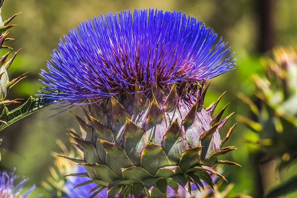 Artichoke thistle blooming- Desert Botanical Garden- Phoenix- Arizona. art print by William Perry for $57.95 CAD