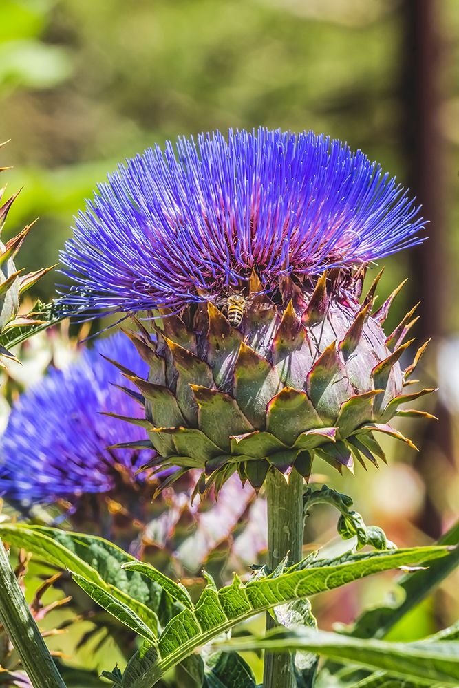 Artichoke thistle blooming bee- Desert Botanical Garden- Phoenix- Arizona. art print by William Perry for $57.95 CAD