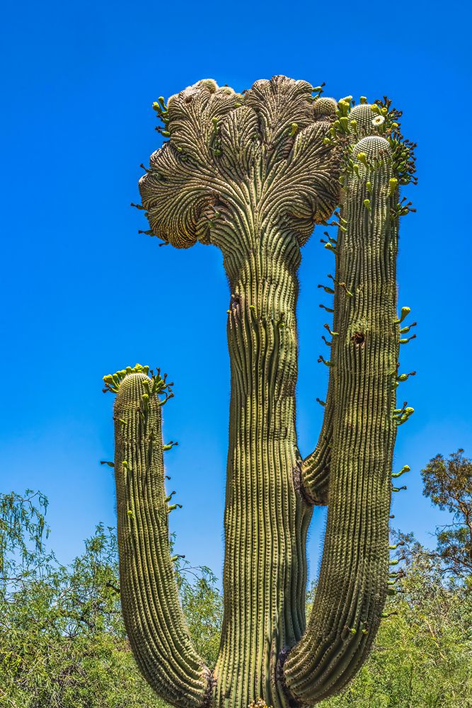 Crested Saguaro blooming- Desert Botanical Garden- Phoenix- Arizona. art print by William Perry for $57.95 CAD