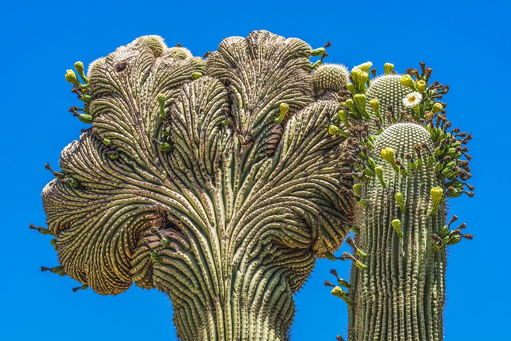 Crested Saguaro blooming- Desert Botanical Garden- Phoenix- Arizona. art print by William Perry for $57.95 CAD