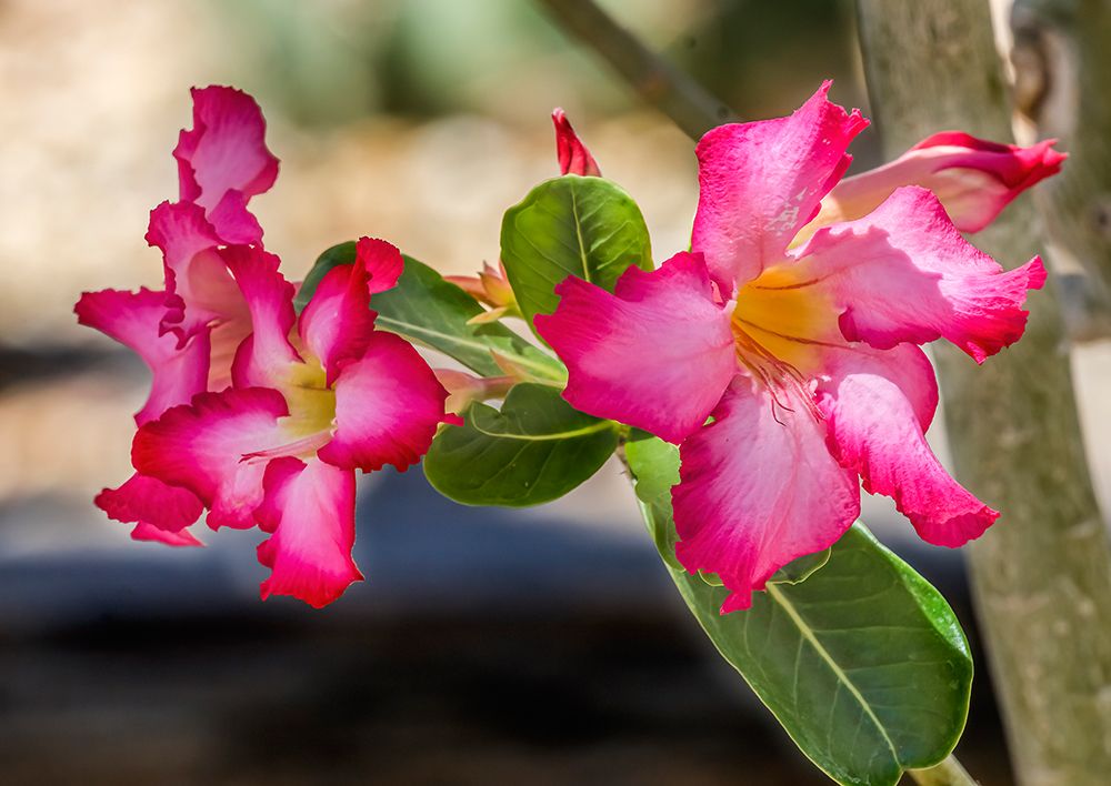 Colorful pink desert roses blooming- Desert Botanical Garden- Phoenix- Arizona art print by William Perry for $57.95 CAD