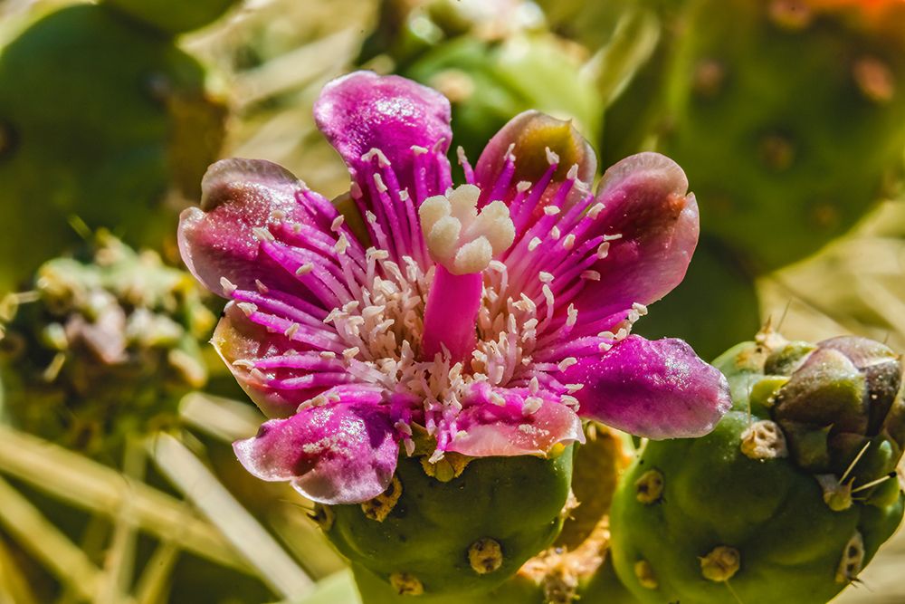 Pink blossom chain fruit cholla- Desert Botanical Garden- Phoenix- Arizona. art print by William Perry for $57.95 CAD