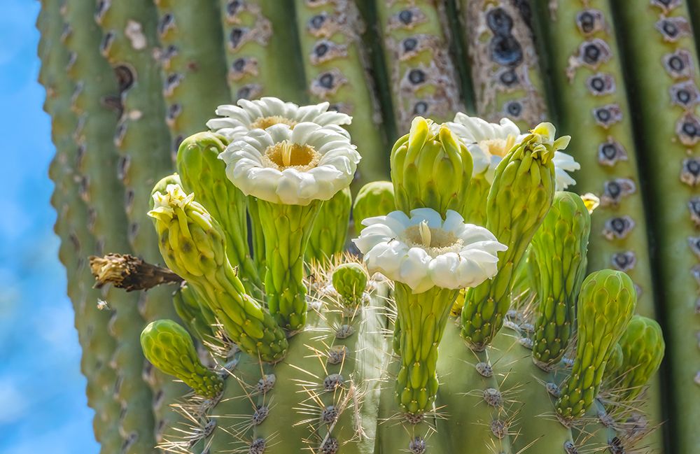 Saguaro cactus blooming- Desert Botanical Garden- Phoenix- Arizona. art print by William Perry for $57.95 CAD