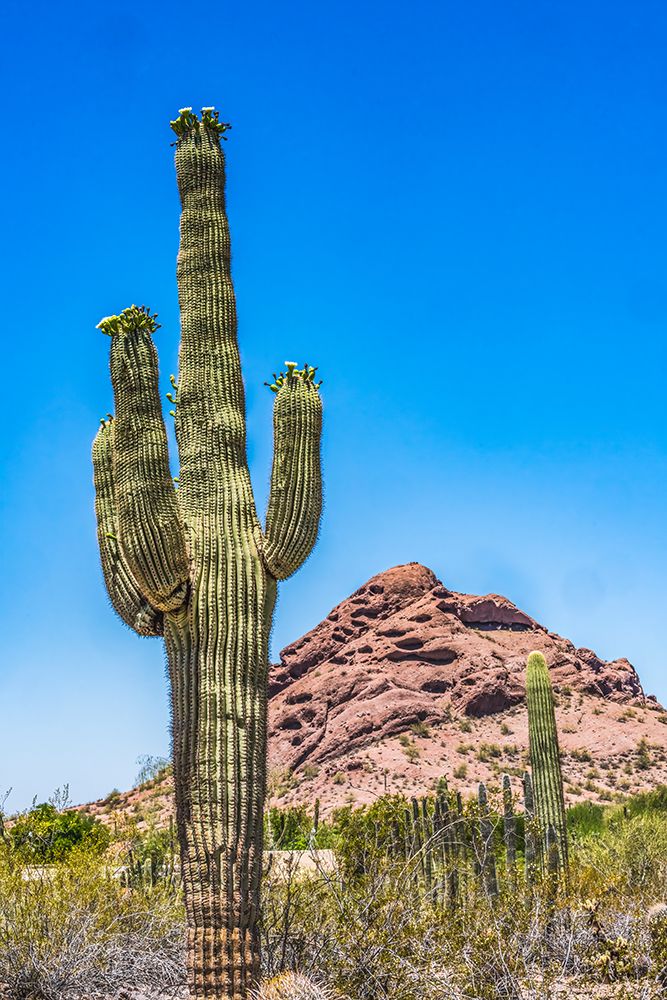 Saguaro cactus blooming- Brown Mountain- Desert Botanical Garden- Phoenix- Arizona. art print by William Perry for $57.95 CAD