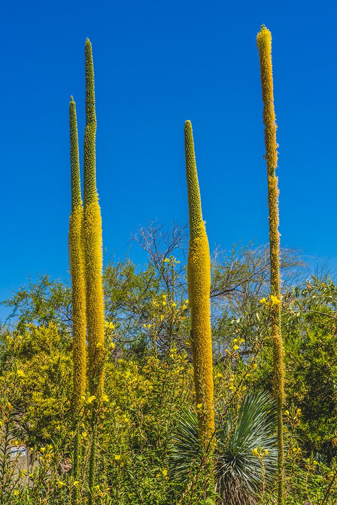 Thread Agaves blooming- Desert Botanical Garden- Phoenix- Arizona. art print by William Perry for $57.95 CAD