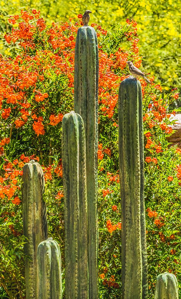 Tucson Botanical Gardens-Tucson-Arizona. art print by William Perry for $57.95 CAD