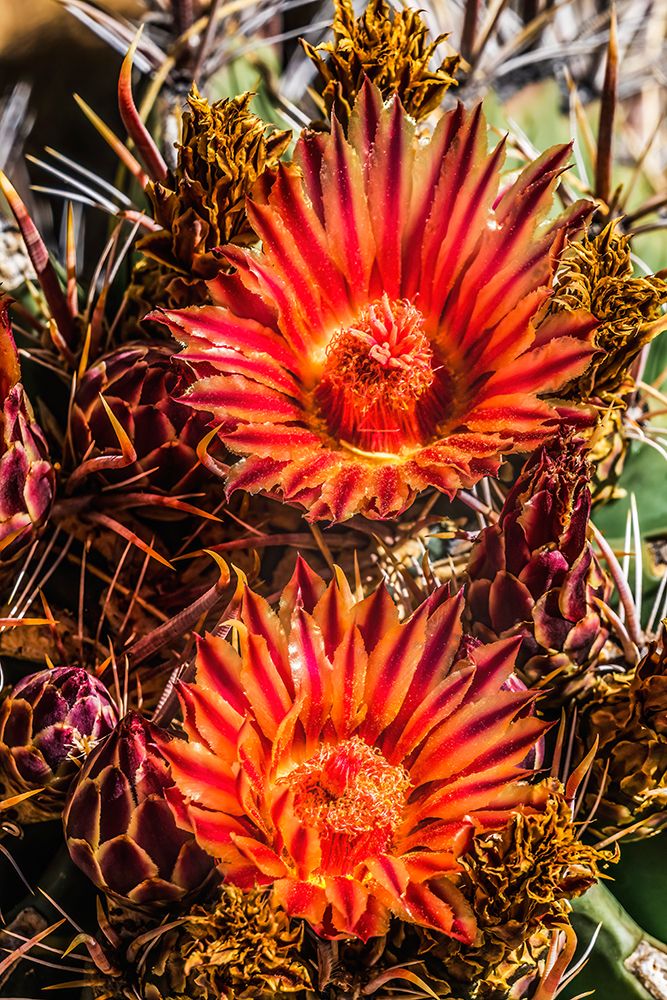 Red yellow blossoms fishhook barrel cactus blooming-Tucson Botanical Gardens-Tucson-Arizona. art print by William Perry for $57.95 CAD