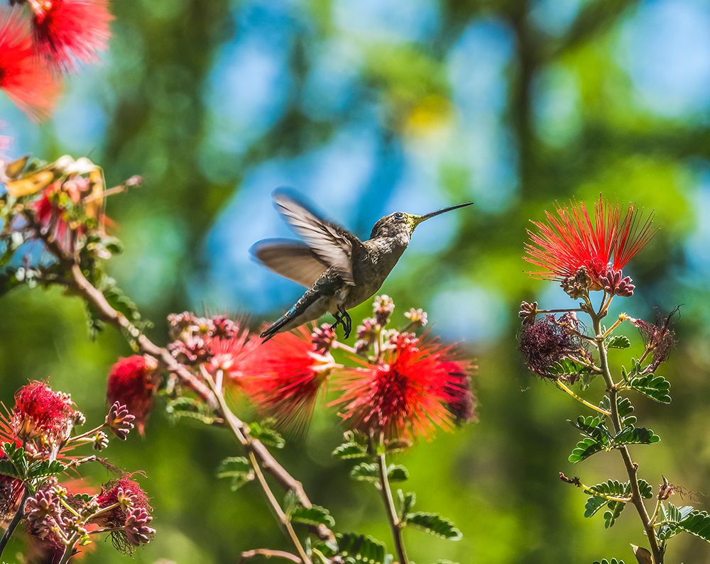 Annas Hummingbird flying-Tucson Botanical Gardens-Tucson-Arizona. art print by William Perry for $57.95 CAD