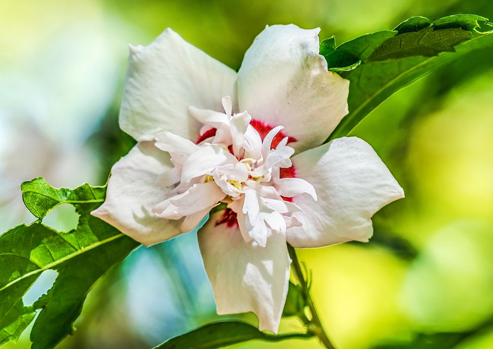 Rose mallow fancy hibiscus flower-Botanical Garden-Tucson-Arizona. art print by William Perry for $57.95 CAD
