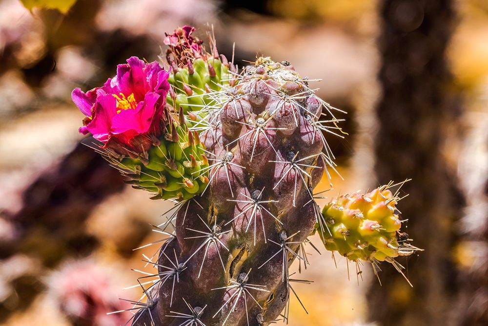 Pink blossom Cane Cholla Cactus-Sonora Desert Museum-Tucson-Arizona. art print by William Perry for $57.95 CAD