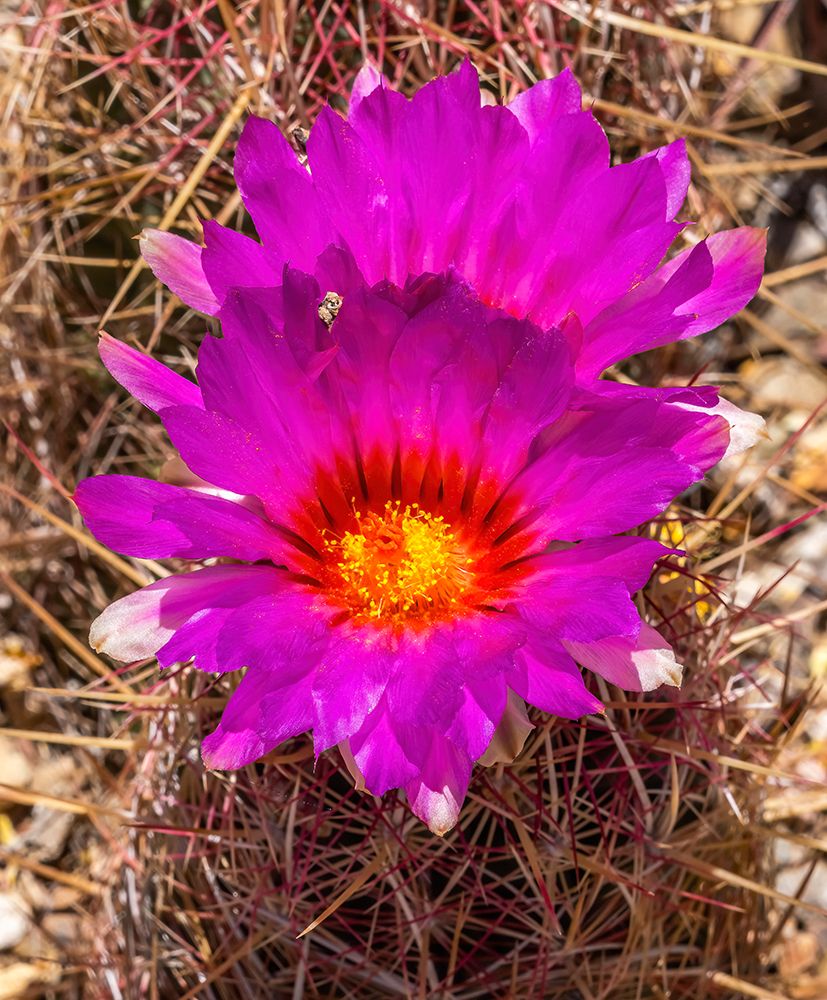 Rainbow hedgehog cactus blooming-Sonora Desert Museum-Tucson-Arizona. art print by William Perry for $57.95 CAD