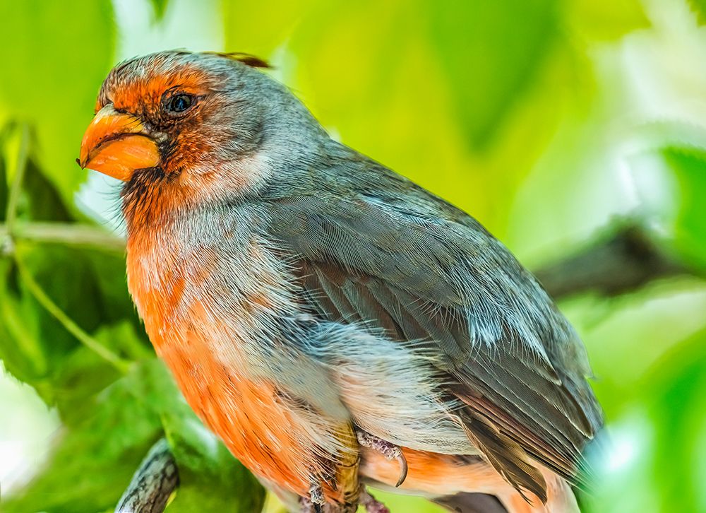 Red Desert Cardinal-Sonora Desert Museum-Tucson-Arizona. art print by William Perry for $57.95 CAD