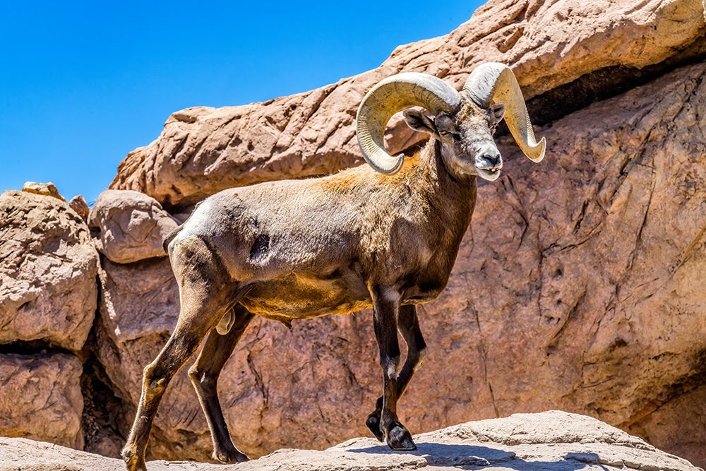 Desert Bighorn Sheep-Sonora Desert Museum-Tucson-Arizona. art print by William Perry for $57.95 CAD