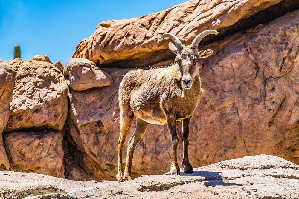 Young Male Desert Bighorn Sheep-Sonora Desert Museum-Tucson-Arizona. art print by William Perry for $57.95 CAD