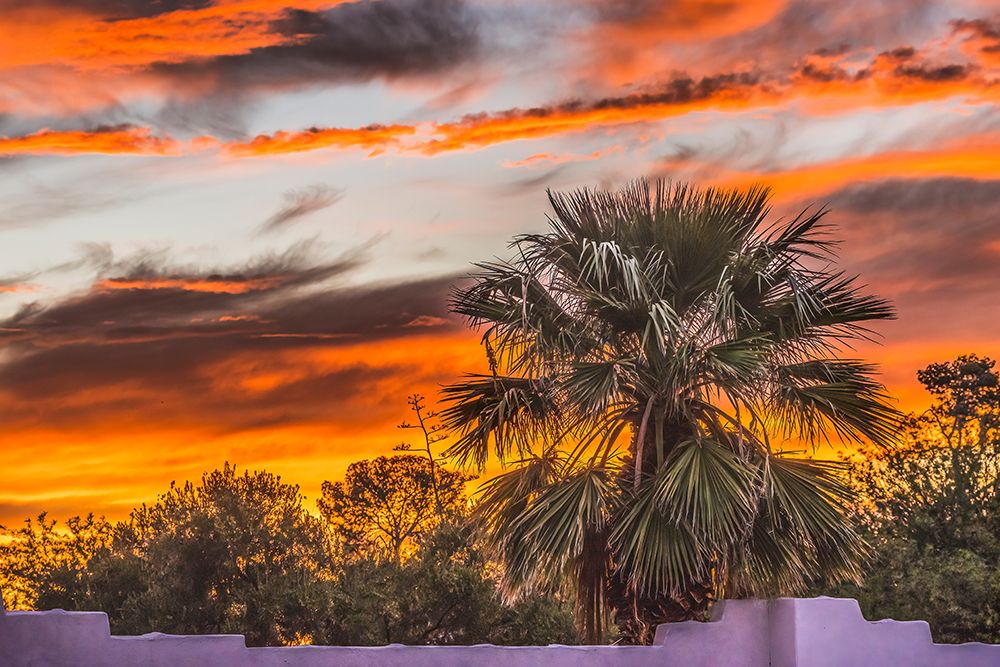 Sunset palm tree-Tucson-Arizona. USA. art print by William Perry for $57.95 CAD