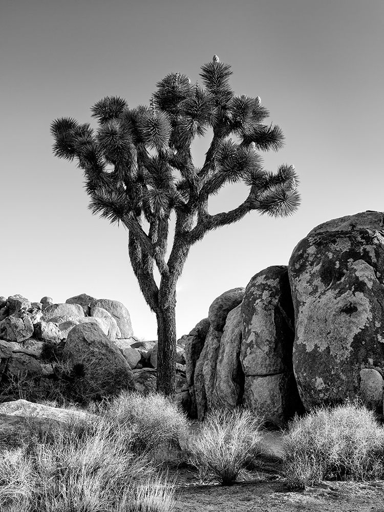 California-Joshua Tree National Park-Joshua tree lit by early morning sun art print by Ann Collins for $57.95 CAD