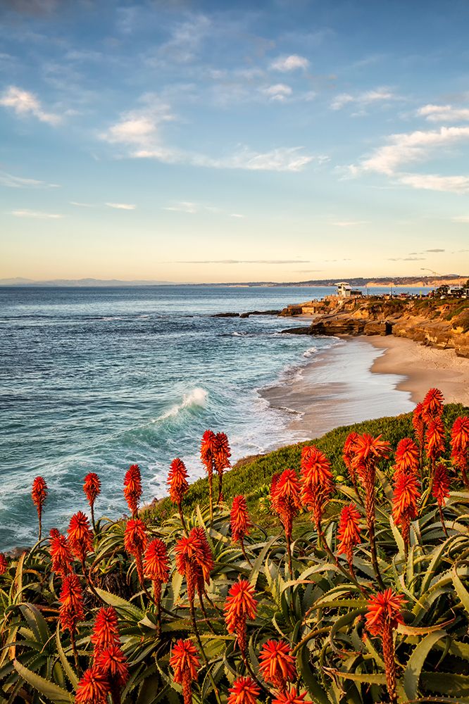 USA-California-La Jolla Blooming aloe and Wipeout Beach art print by Ann Collins for $57.95 CAD