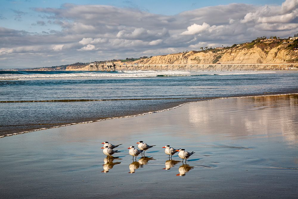 USA-California-La Jolla Royal terns and Scripps Pier at La Jolla Shores art print by Ann Collins for $57.95 CAD