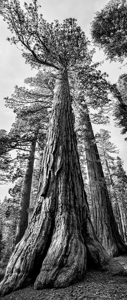 USA-California-Yosemite National Park Giant Sequoia trees in Mariposa Grove art print by Ann Collins for $57.95 CAD