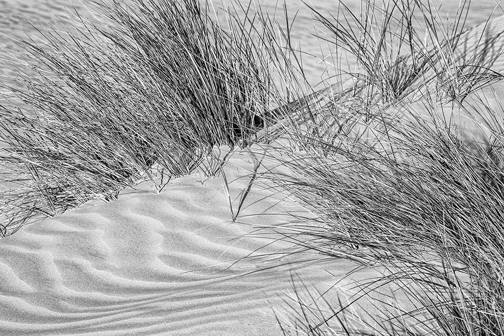 USA, California, Central Coast, Oceano, Dune grass at Pismo State Beach Dune Preserve art print by Ann Collins for $57.95 CAD