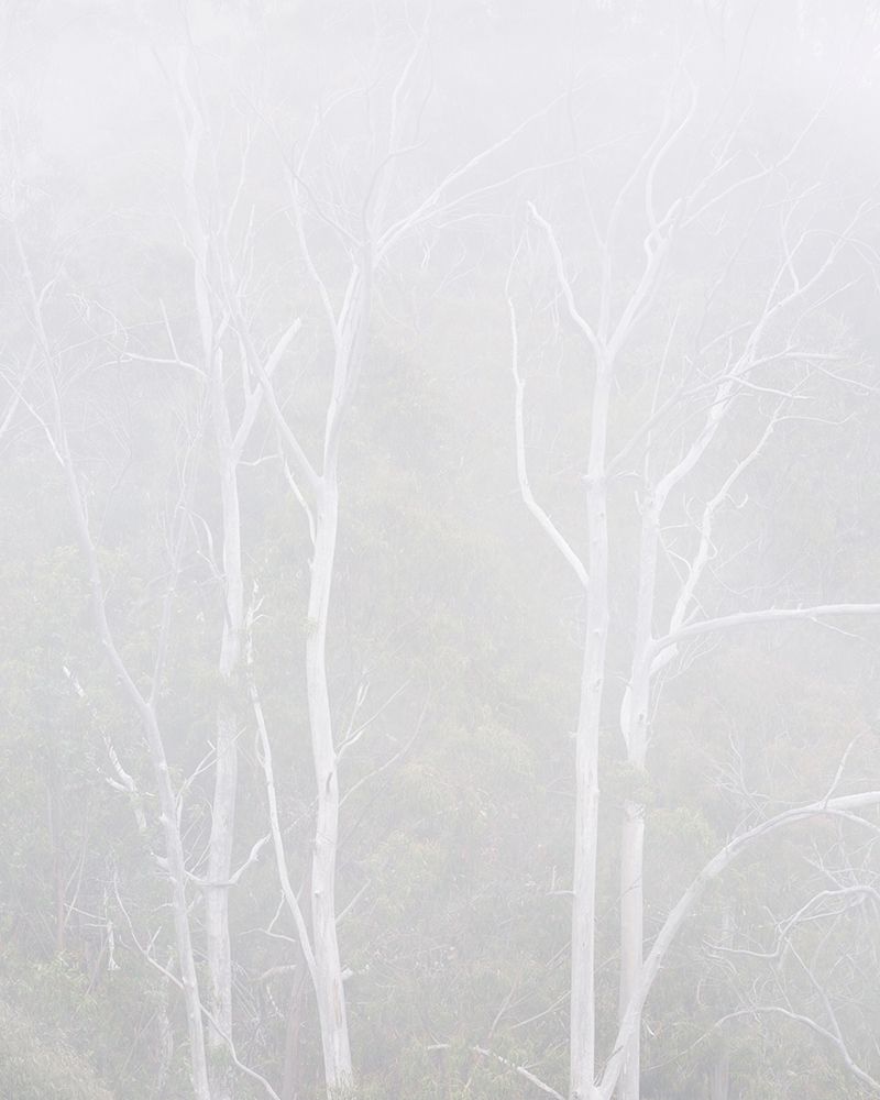 USA, California, Central Coast, Los Osos. Montana de Oro State Park, Fog engulfs eucalyptus trees art print by Ann Collins for $57.95 CAD