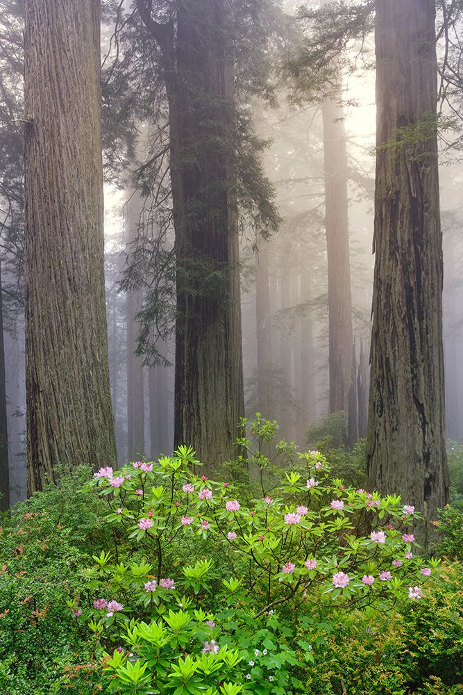 Redwood trees and Pacific Rhododendron in fog-Redwood National Park-California art print by Adam Jones for $57.95 CAD