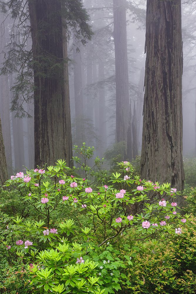 Redwood trees and Pacific Rhododendron in fog-Redwood National Park-California art print by Adam Jones for $57.95 CAD