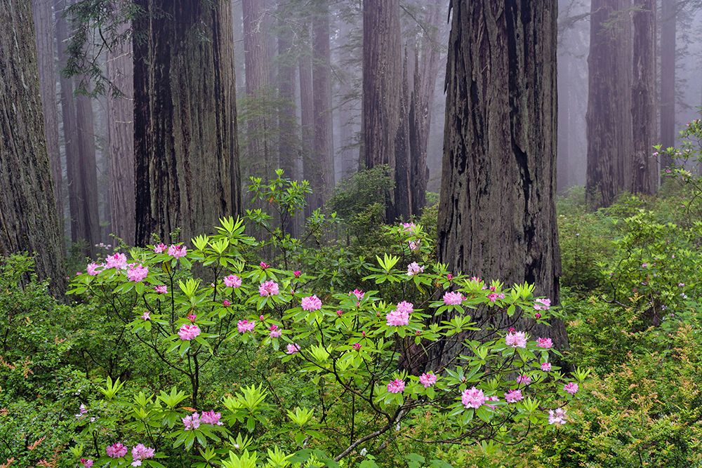 Redwood trees and Pacific Rhododendron in fog-Redwood National Park-California art print by Adam Jones for $57.95 CAD